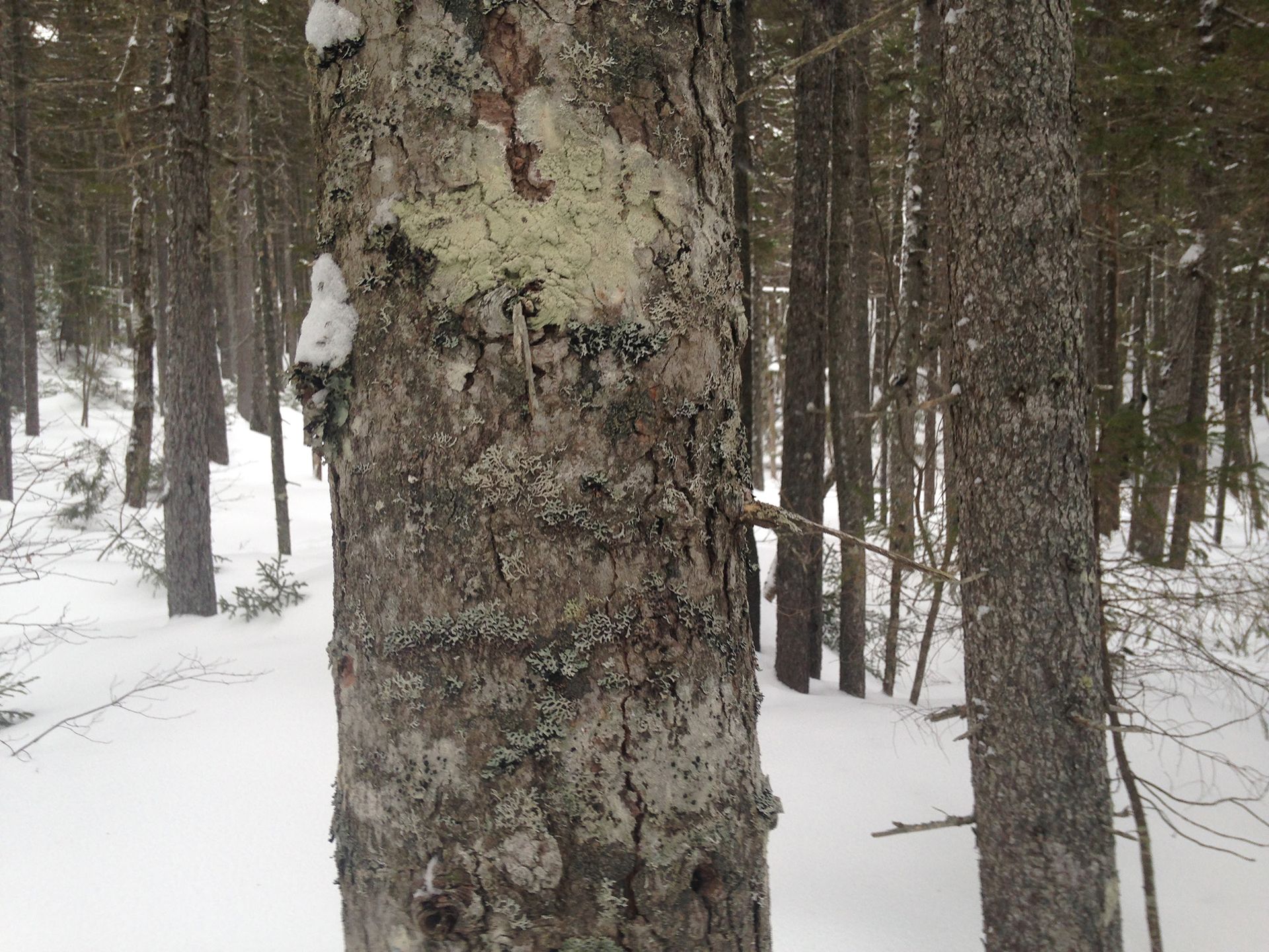 Hiking photo from 2017-01-28